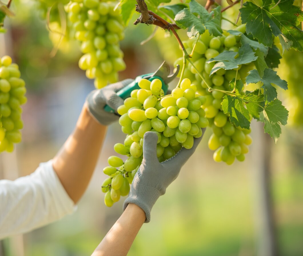 Odkrywanie małych winnic: naturalne metody produkcji wina białego